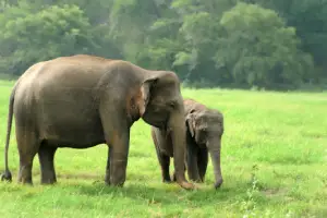 Insurance for Kaziranga National Park